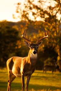 deer-1982416_1280