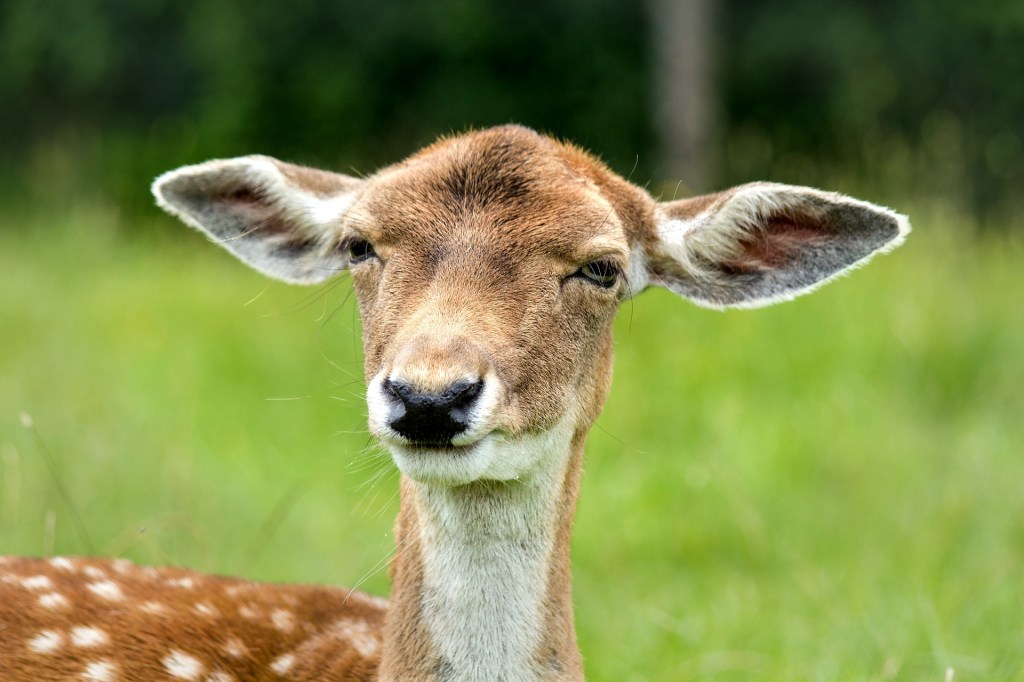 doe-430238_1920