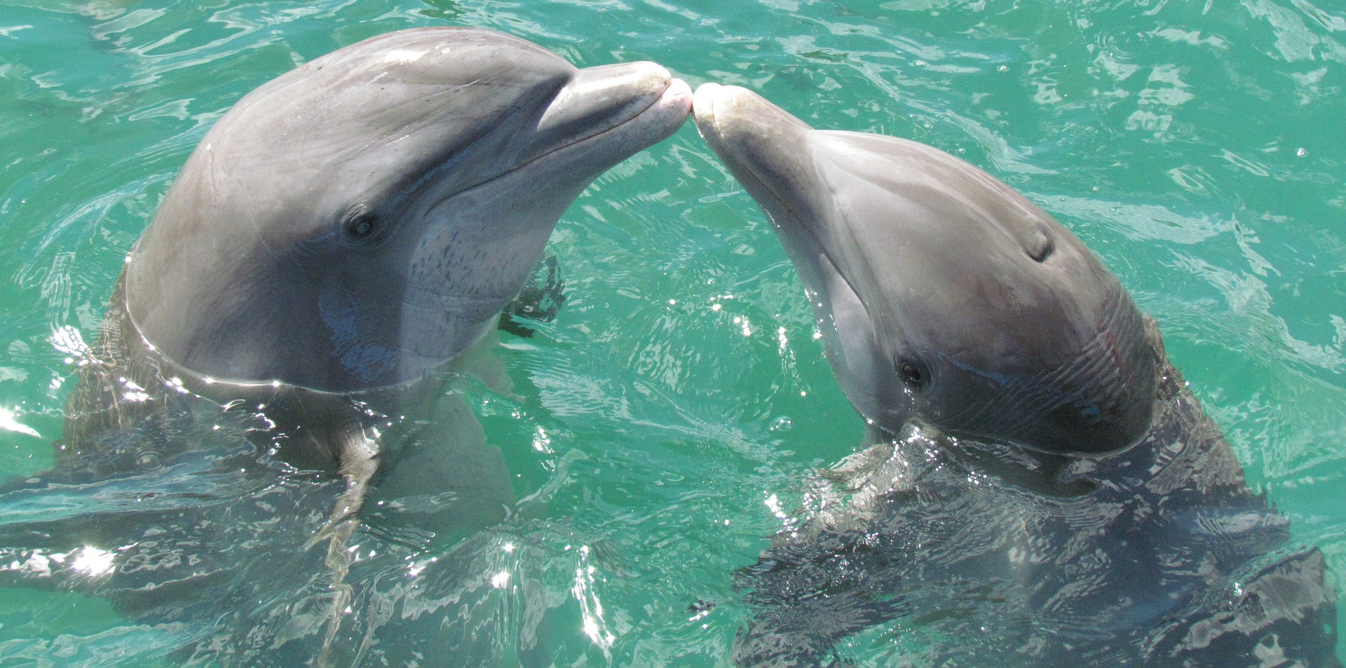 dolphin-1974975_1920.jpg