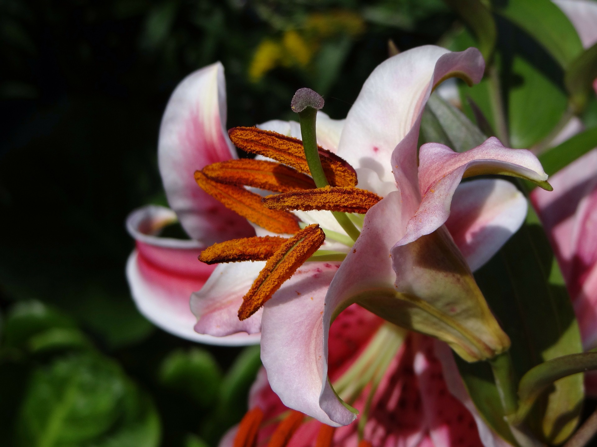 pollen-230032_1920.jpg