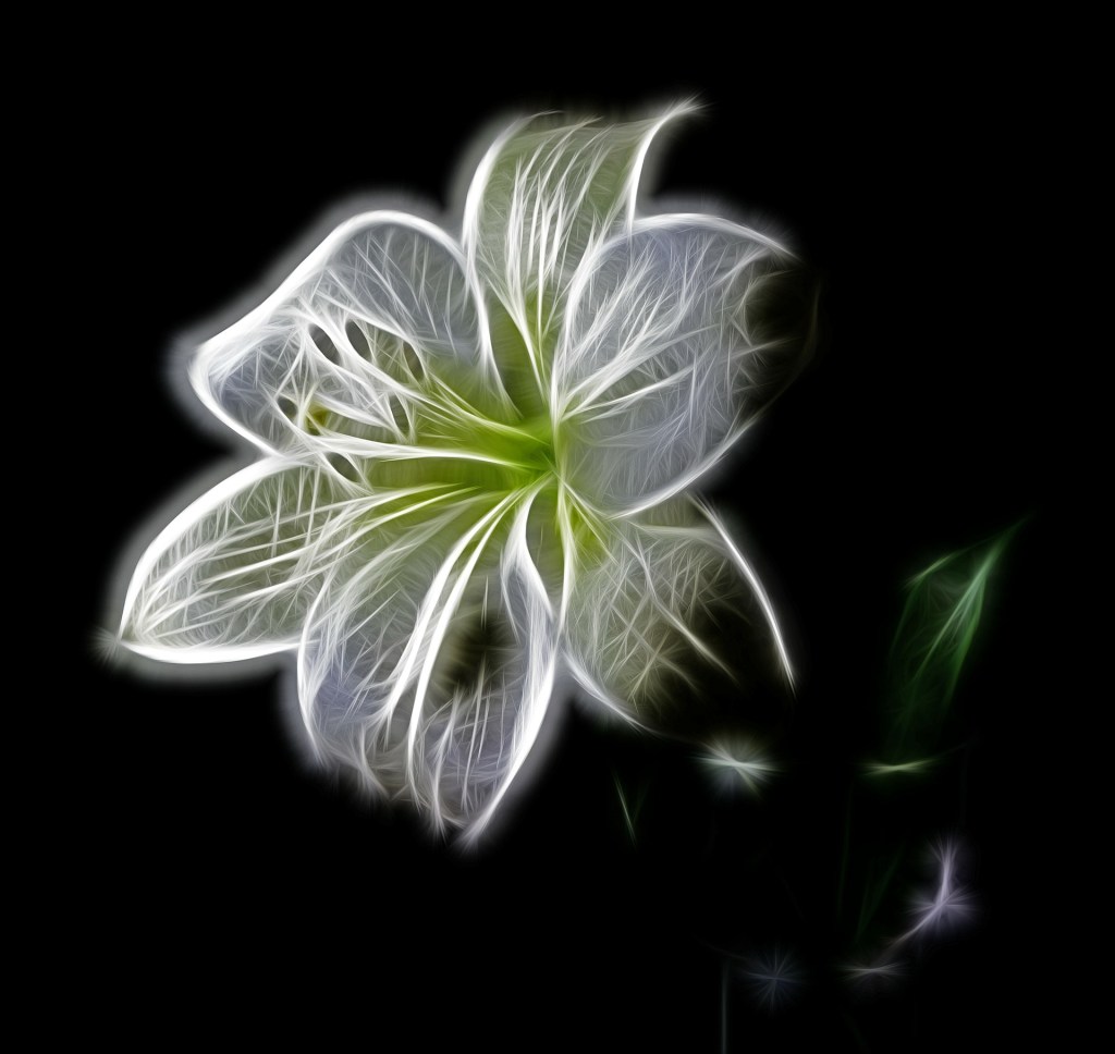white-82698_1920