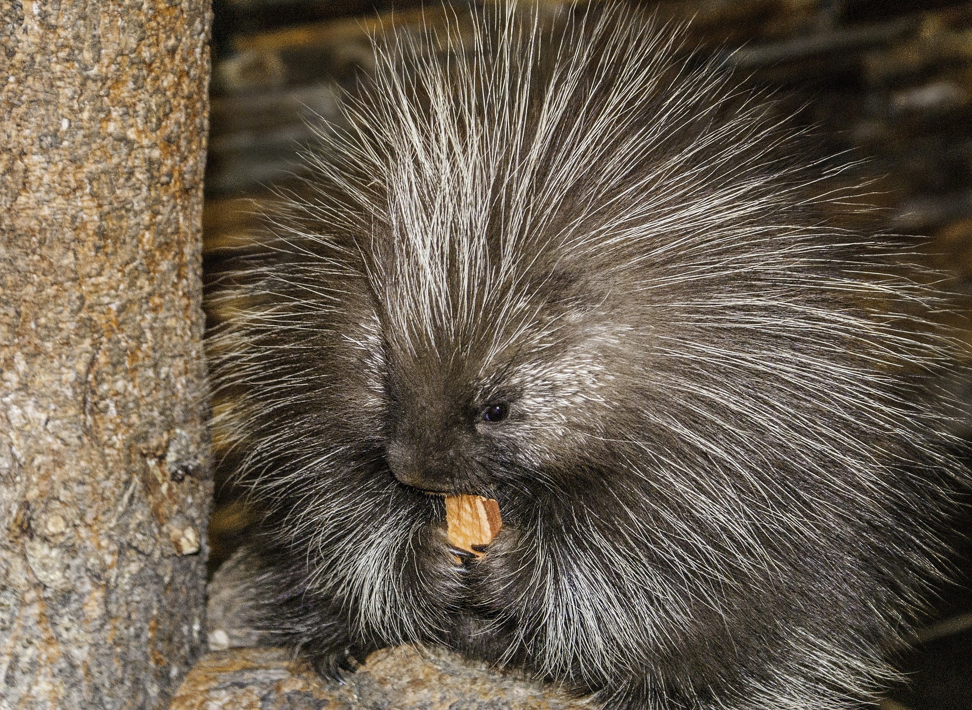 animal-983529_1920.jpg