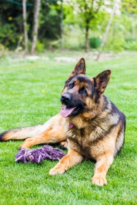dog-2249938_1920